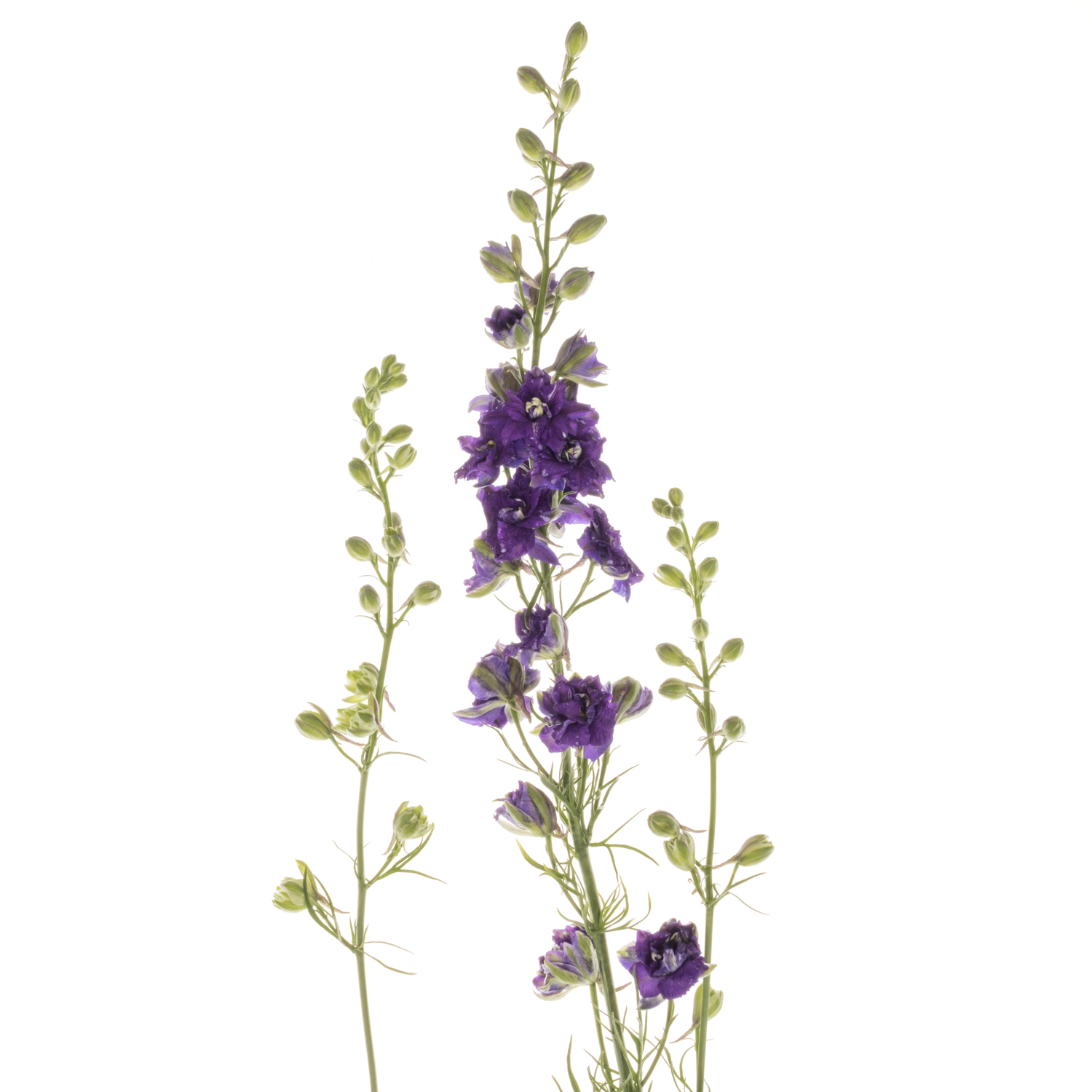 Rittersporen milka Lila 80cm