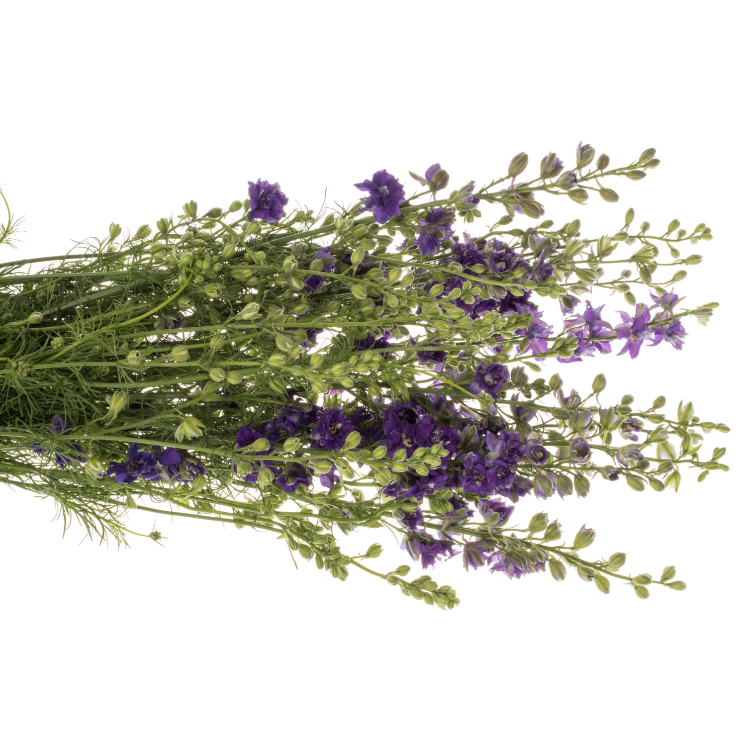 Rittersporen milka Lila 80cm