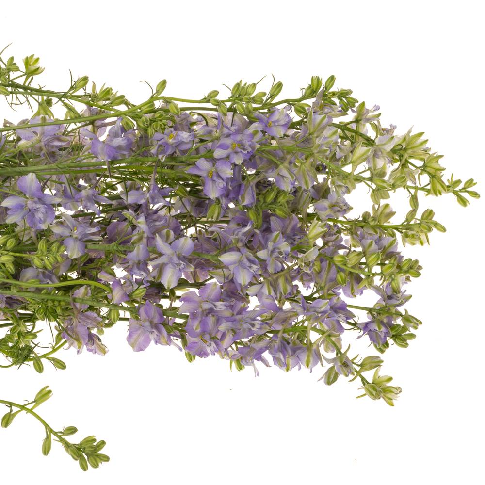Rittersporen milka Lila 80cm