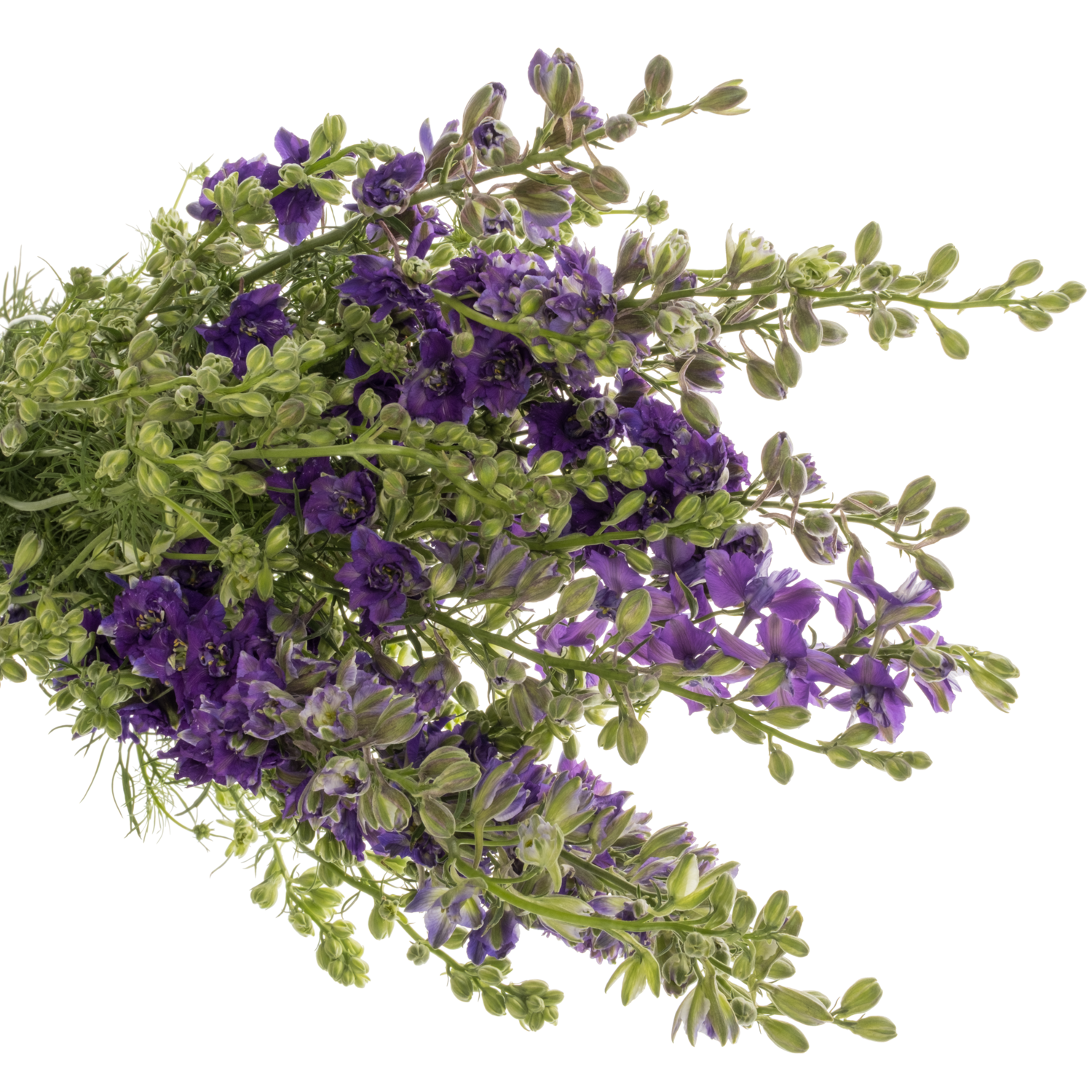Rittersporen milka Lila 80cm