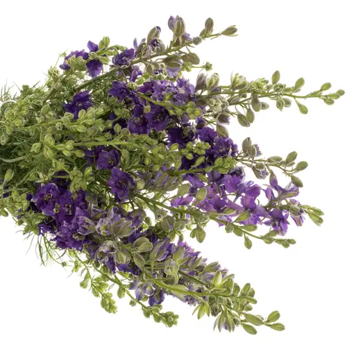 Rittersporen milka Lila 80cm