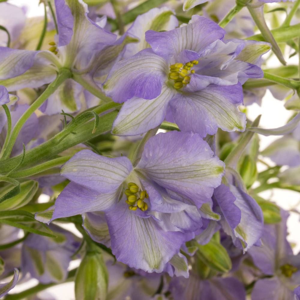 Rittersporen milka Lila 80cm