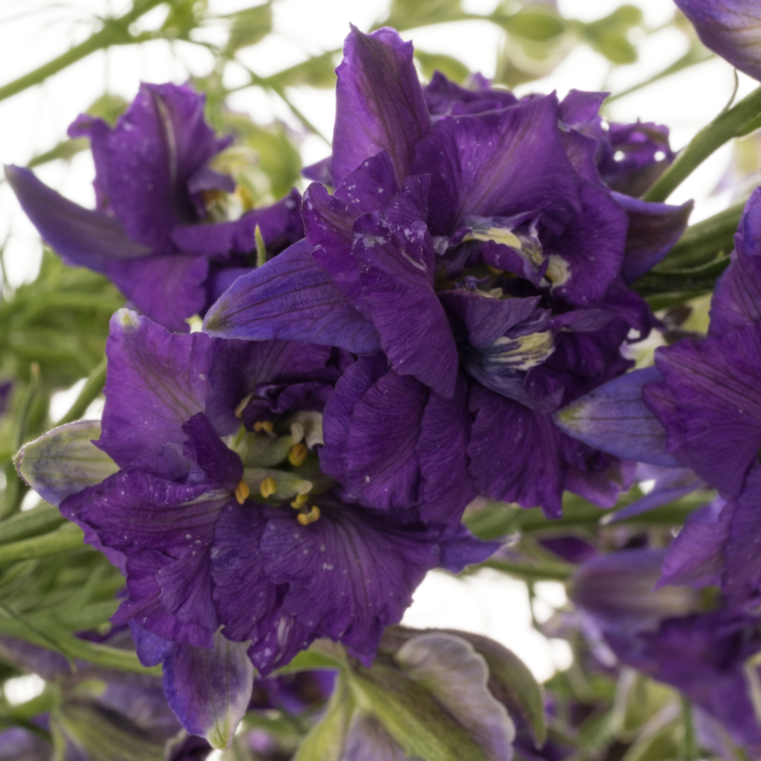 Rittersporen milka Lila 80cm