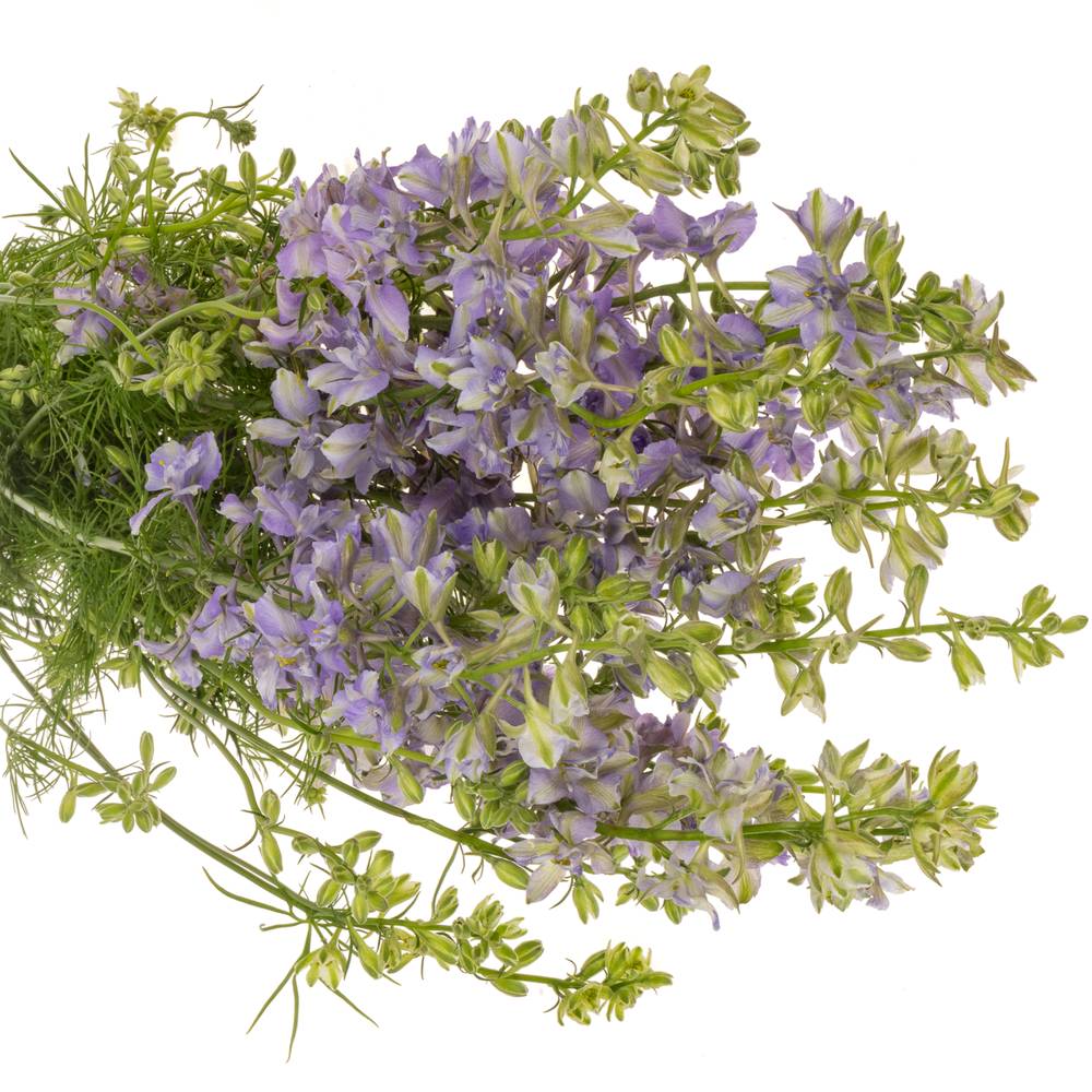 Rittersporen milka Lila 80cm