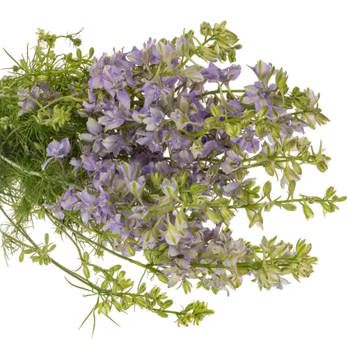 Rittersporen milka Lila 80cm