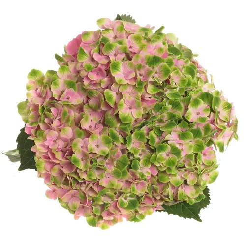 Hortensie rosa/grün Ametist 80cm