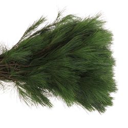 Seidenkiefer    60cm