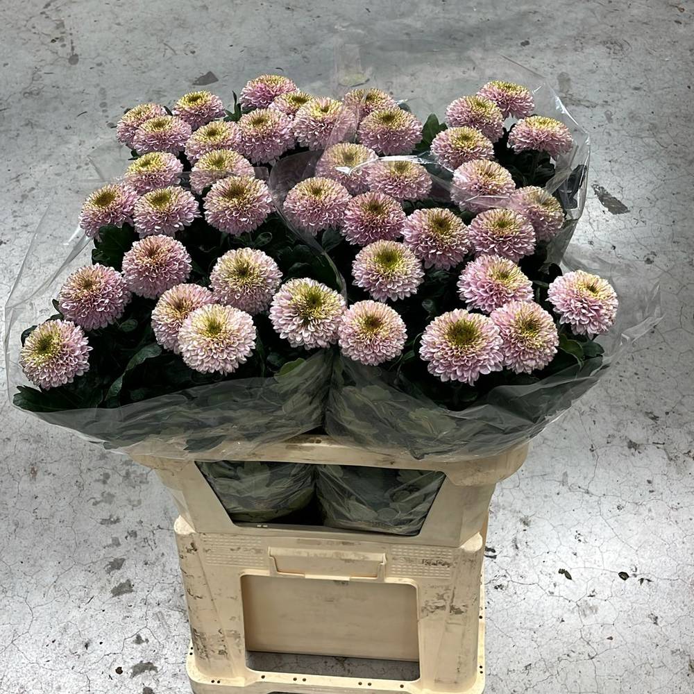 Chrys.Deko rosa / grün Boris BeckerDE 80 Gramm 75cm