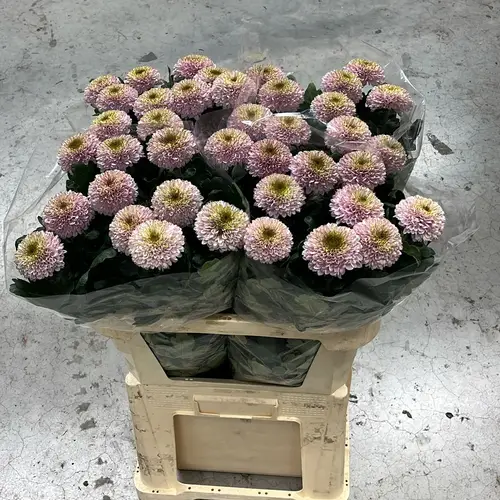 Chrys.Deko rosa / grün Boris BeckerDE 80 Gramm 75cm