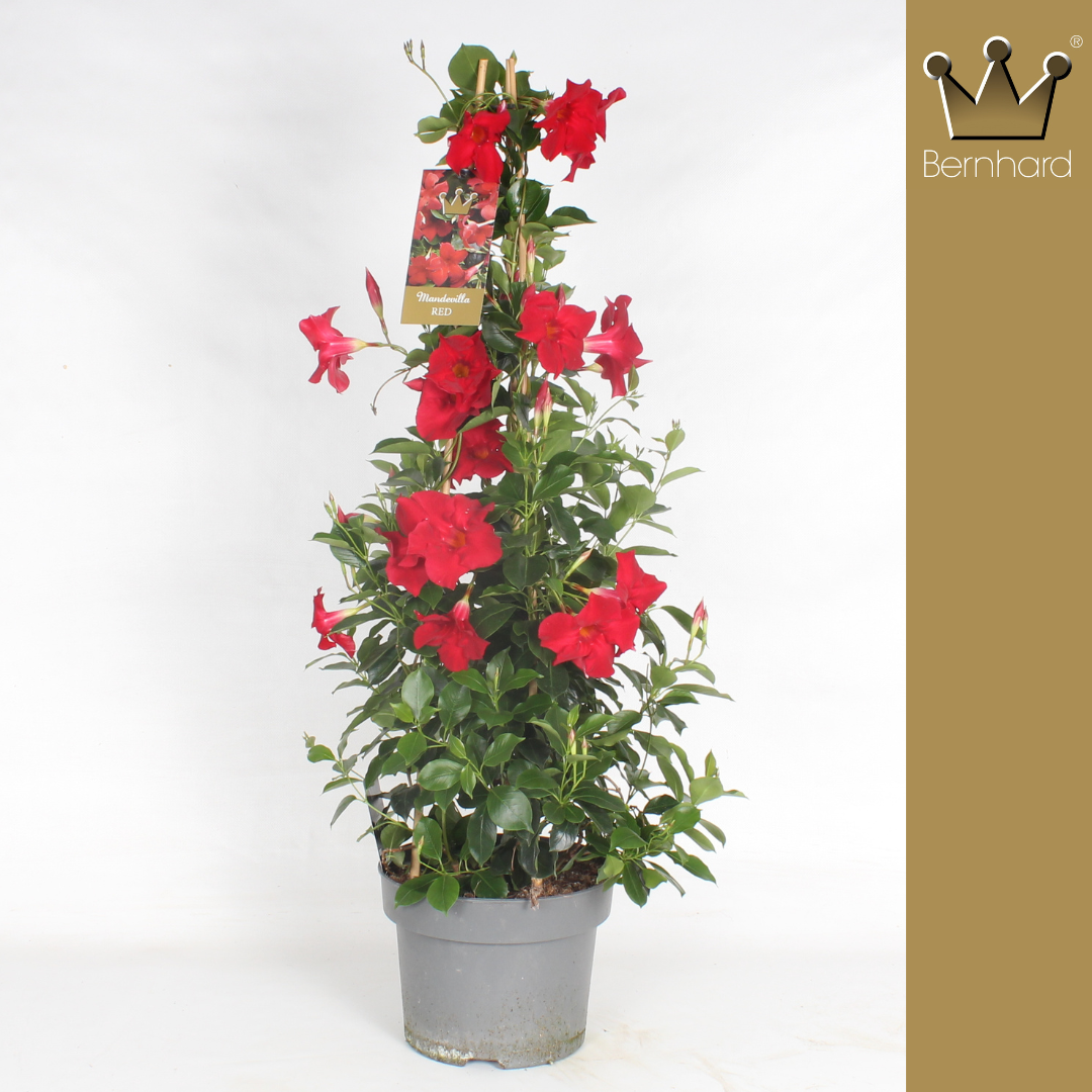 Mandeville rot Pyramide T23 H090