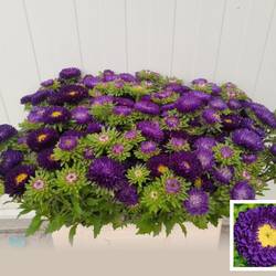 Sommeraster dunkel lila 50cm