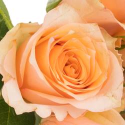 Rose lachs/orange Perfect Peach 50cm