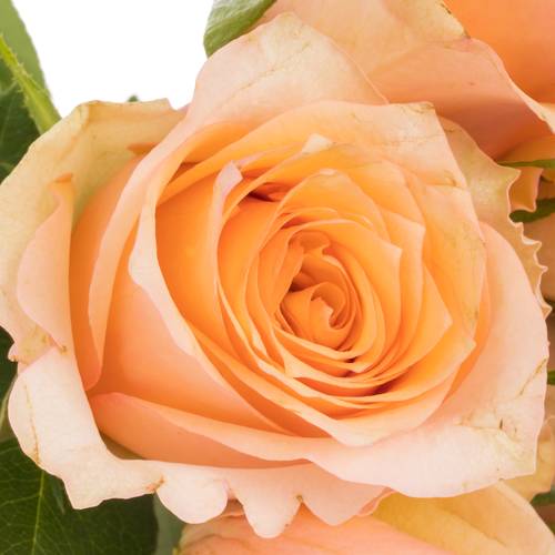 Rose lachs/orange Perfect Peach 50cm