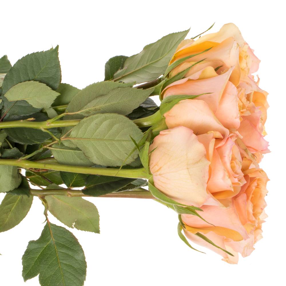 Rose lachs/orange Perfect Peach 50cm