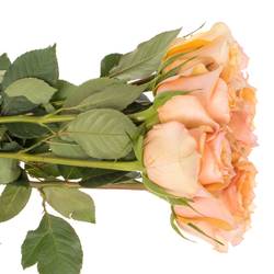 Rose lachs/orange Perfect Peach 50cm