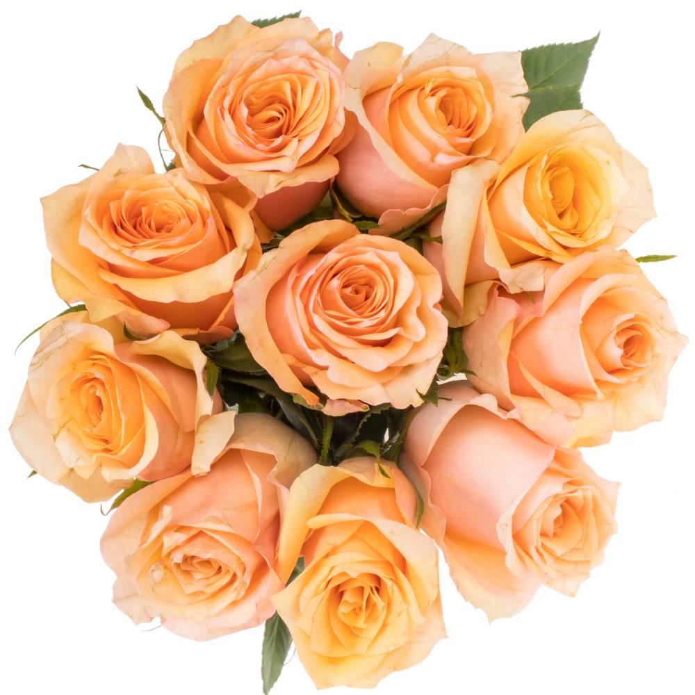Rose lachs/orange Perfect Peach 50cm