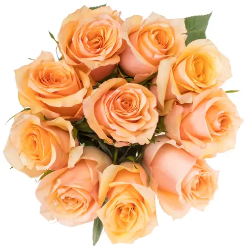 Rose lachs/orange Perfect Peach 50cm