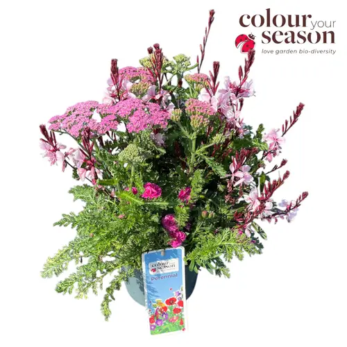 Stauden rosa Trio T19 H050