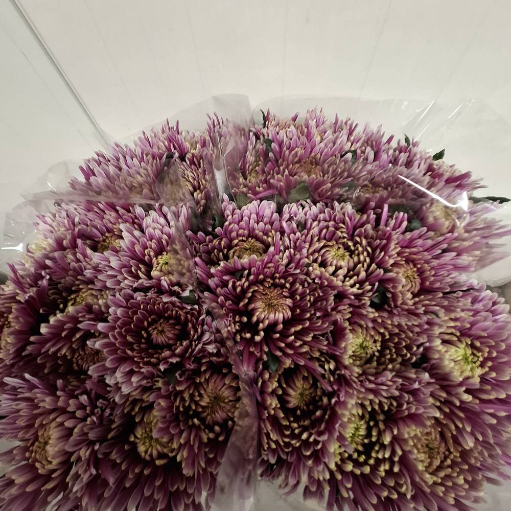 Chrys.Deko lila-rosa Baltazar Tipo 80Gramm 70cm