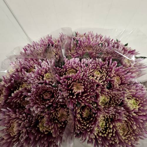 Chrys.Deko lila-rosa Baltazar Tipo 80Gramm 70cm