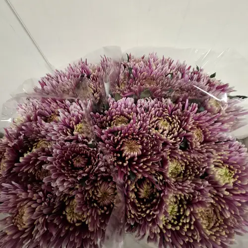 Chrys.Deko lila-rosa Baltazar Tipo 80Gramm 70cm