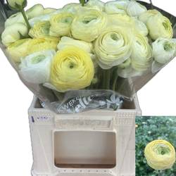 Ranunkel hell gelb Aazur Cream x 50 50 Gramm 40cm