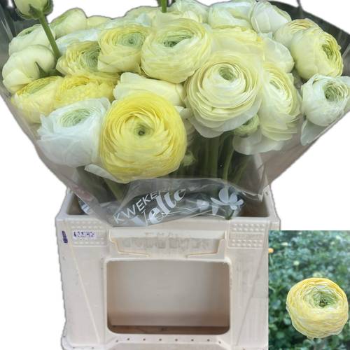 Ranunkel hell gelb Aazur Cream x 50 50 Gramm 40cm