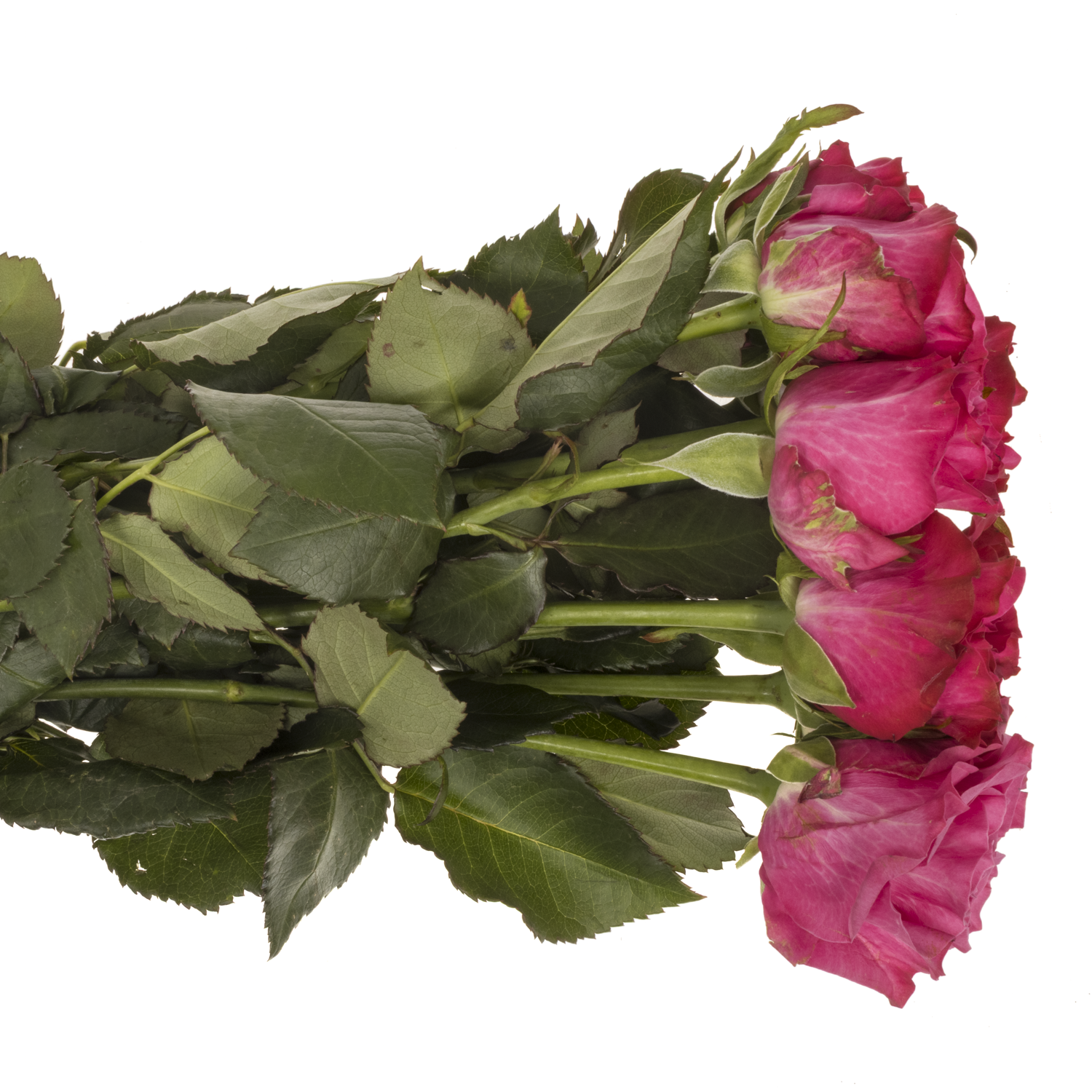 Rose lila Country Blues 50cm