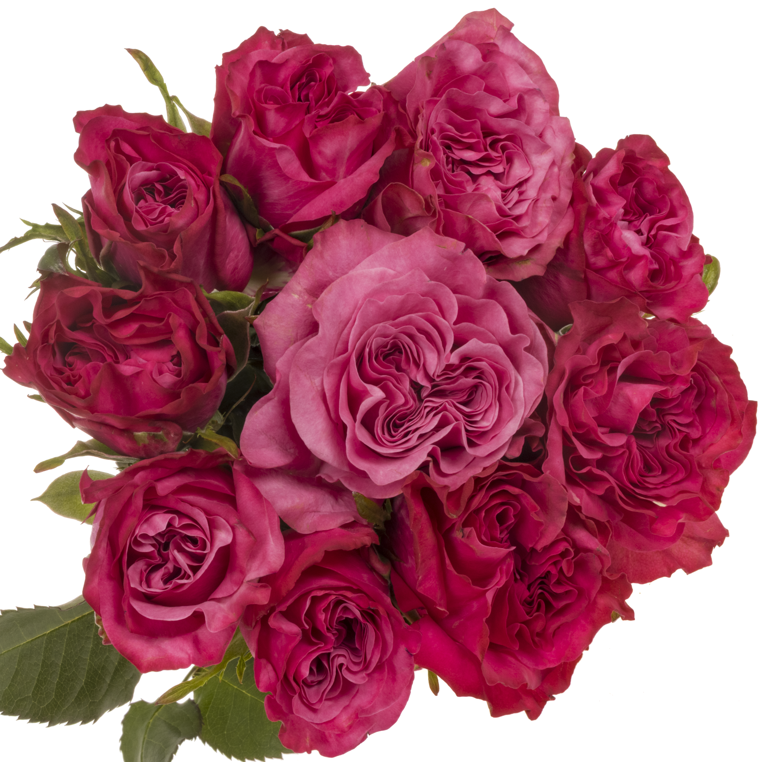 Rose lila Country Blues 50cm