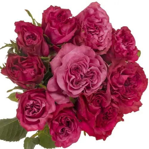 Rose lila Country Blues 50cm