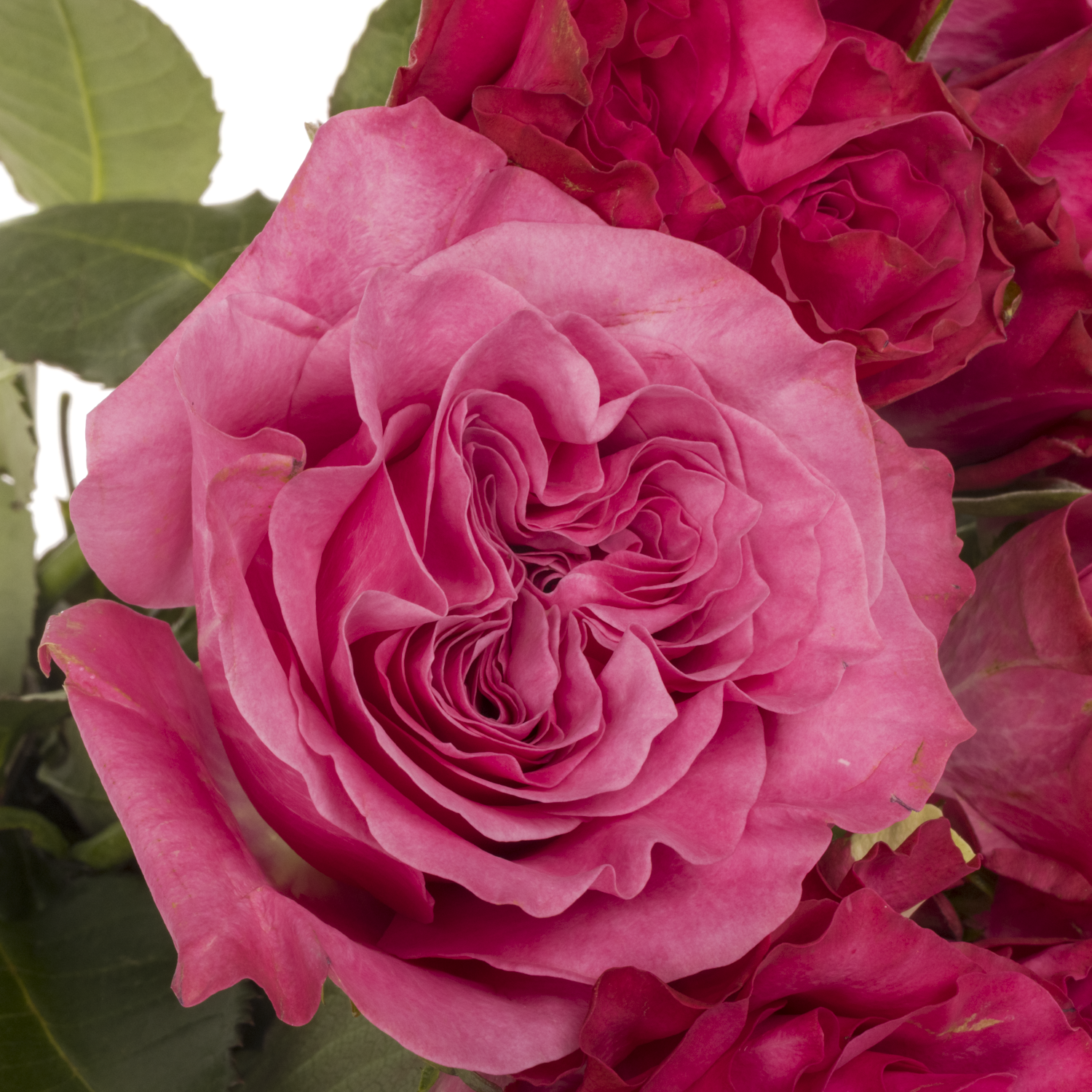 Rose lila Country Blues 50cm