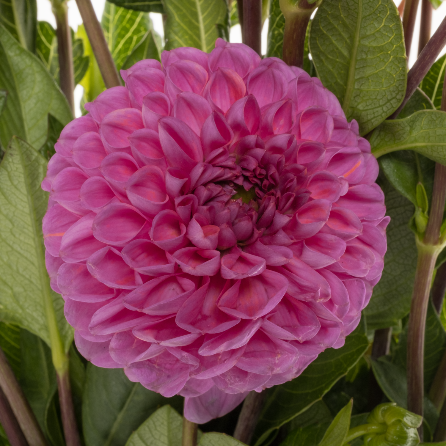Dahlia rosa Cornel rose 50cm
