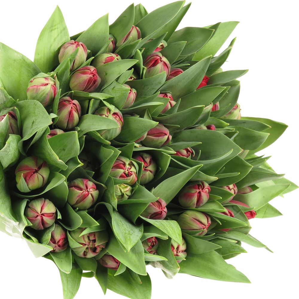 Tulpe rot doppel Prominence 28 Gramm
