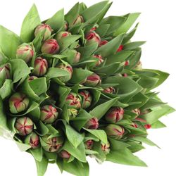 Tulpe rot doppel Prominence 28 Gramm