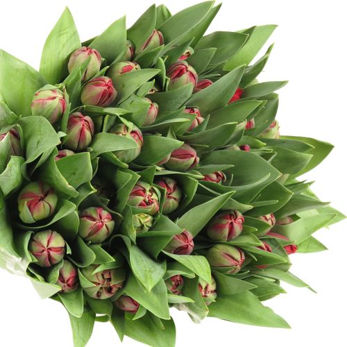 Tulpe rot doppel Prominence 28 Gramm