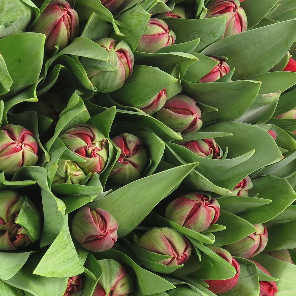 Tulpe rot doppel Prominence 28 Gramm