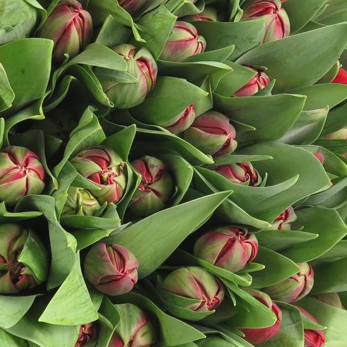 Tulpe rot doppel Prominence 28 Gramm