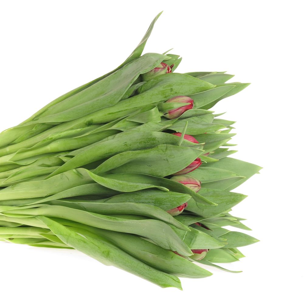Tulpe rot doppel Prominence 28 Gramm