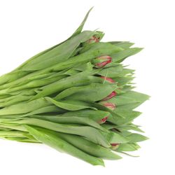 Tulpe rot doppel Prominence 28 Gramm