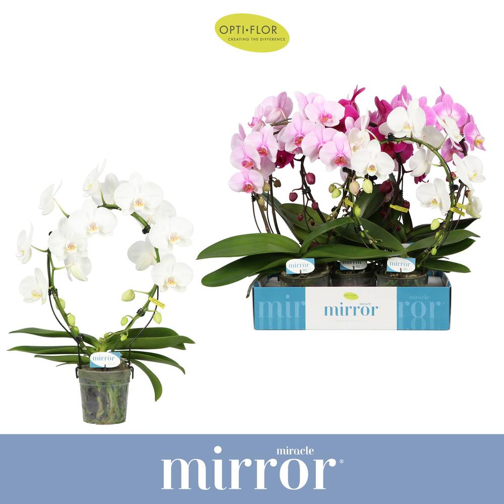 Phal.2-R mix Mirror T12 H050