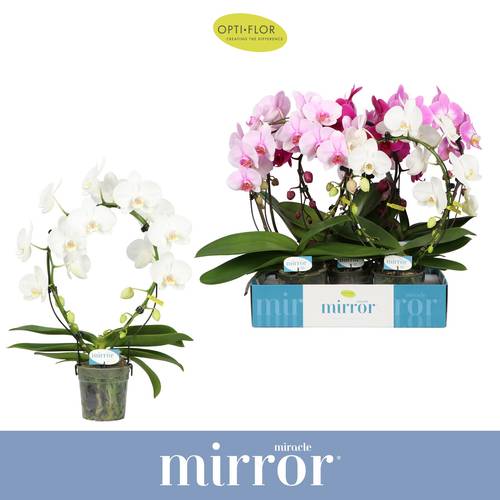 Phal.2-R mix Mirror T12 H050