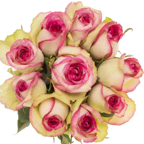 Rose creme/fuchsia Monique 60cm