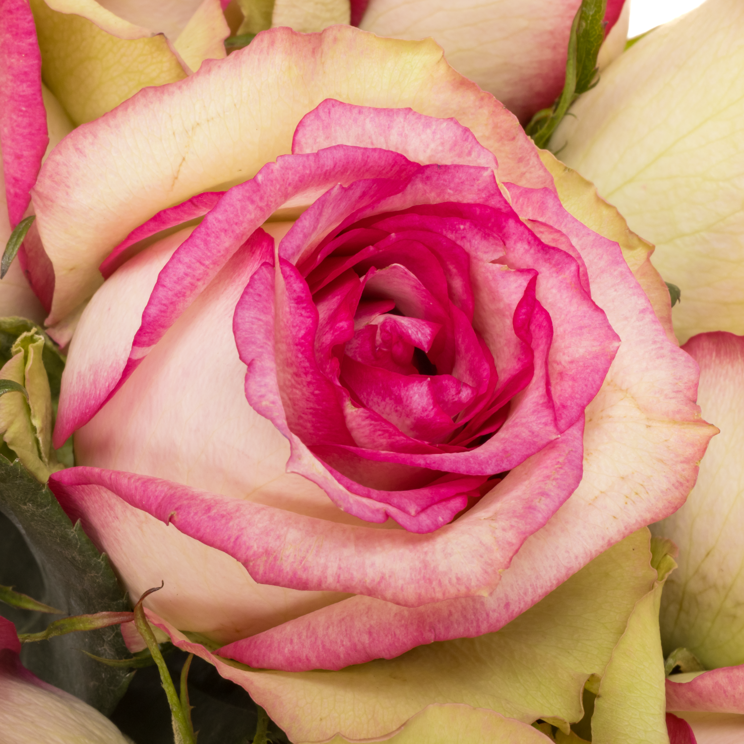 Rose creme/fuchsia Monique 60cm