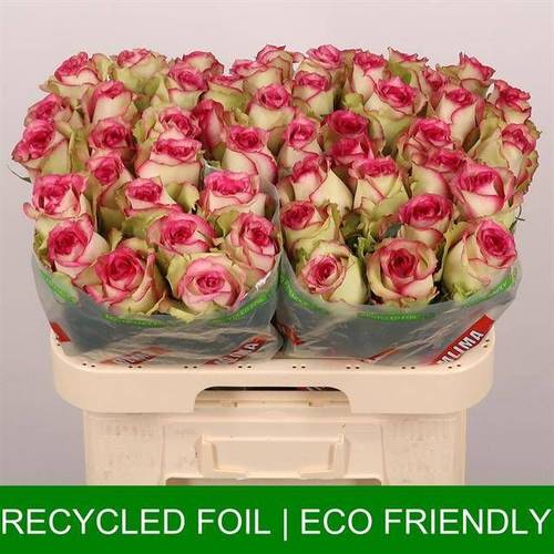 Rose creme/fuchsia Monique 60cm