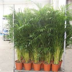 Areca T24 H140