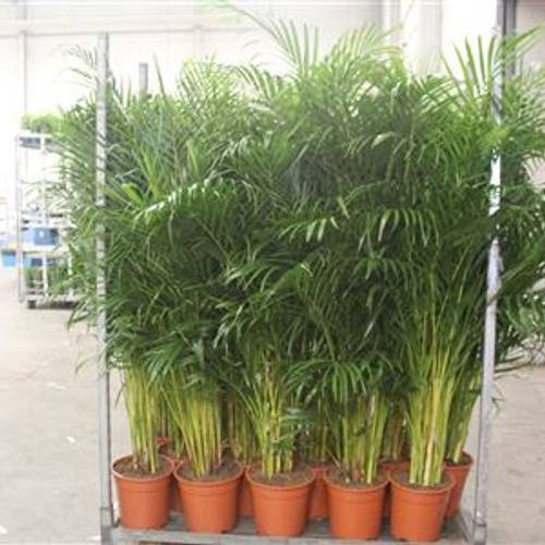 Areca T24 H140