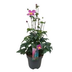 Anemone rosa Hupehensis Deep Pink T17 H050