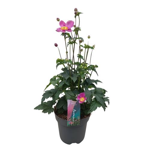 Anemone rosa Hupehensis Deep Pink T17 H050