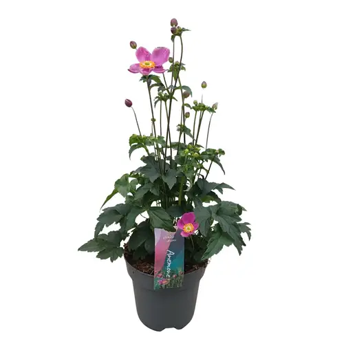 Anemone rosa Hupehensis Deep Pink T17 H050