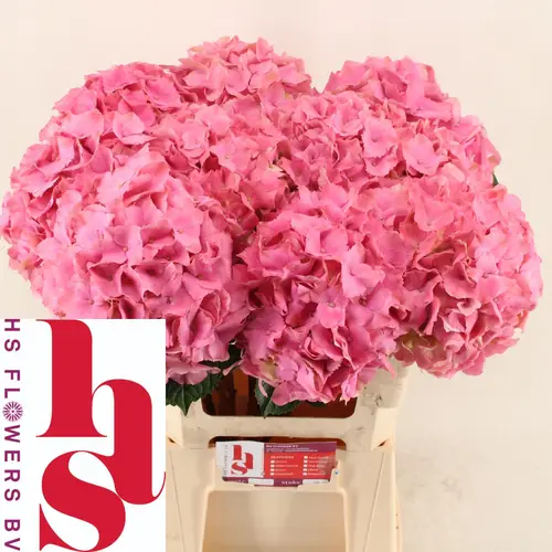 Hortensie rosa Palace Bol 19cm 60cm